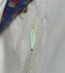 Gyponana octolineata