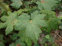 Ribes bracteosum