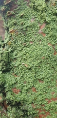 Lecanora thysanophora