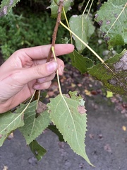 Populus grandidentata