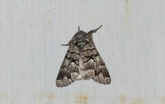 Panthea furcilla