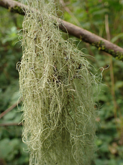 Alectoria sarmentosa