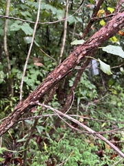 Populus grandidentata