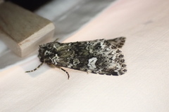 Melanchra adjuncta