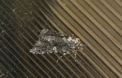 Acronicta afflicta