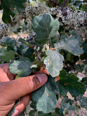 Quercus × eplingii