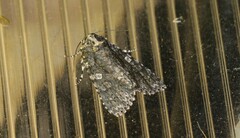 Acronicta afflicta