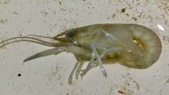 Cherax quadricarinatus