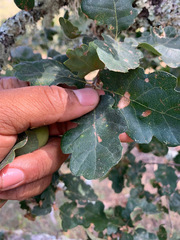 Quercus × eplingii