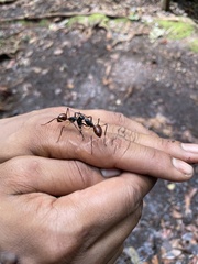 Dinomyrmex gigas borneensis