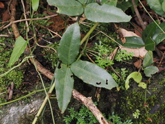 Tetrastigma formosanum
