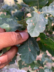 Quercus × eplingii