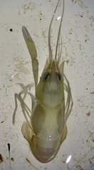 Cherax quadricarinatus