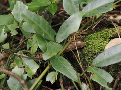 Tetrastigma formosanum