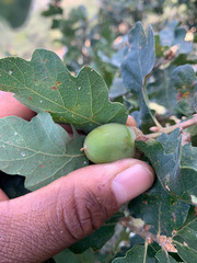 Quercus × eplingii