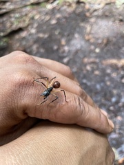 Dinomyrmex gigas borneensis
