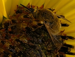 Sparnopolius confusus