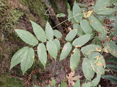 Prosartes hookeri