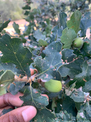 Quercus × eplingii