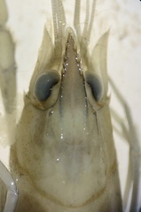 Cherax quadricarinatus