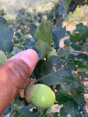 Quercus × eplingii