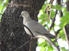 Streptopelia decaocto