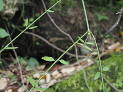 Jasminum nervosum