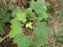Acer macrophyllum