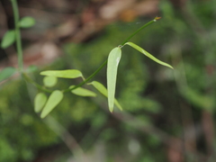 Jasminum nervosum