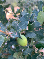 Quercus × eplingii