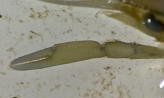 Cherax quadricarinatus