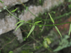 Jasminum nervosum