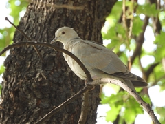 Streptopelia decaocto