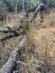 Quercus × eplingii
