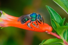 Augochloropsis metallica