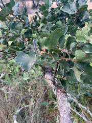 Quercus × eplingii
