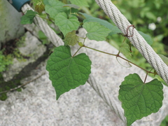 Ampelopsis glandulosa hancei
