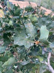Quercus × eplingii