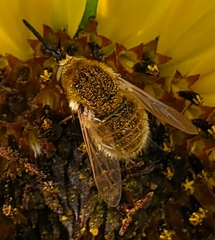 Sparnopolius confusus