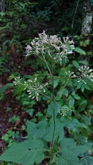 Eutrochium purpureum