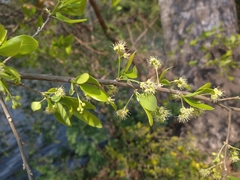 Terminalia triflora