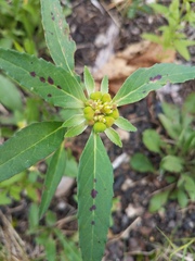 Euphorbia davidii