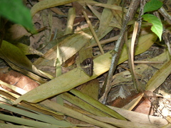 Posttaygetis penelea