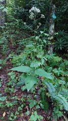 Eutrochium purpureum