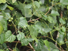 Ampelopsis glandulosa hancei
