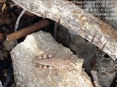 Heliastus sumichrasti