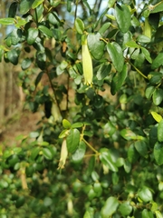 Correa glabra