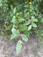 Elaeagnus