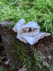 Marasmiellus candidus