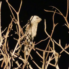 Nyctibius griseus